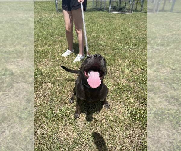 Medium Photo #4 Mutt Puppy For Sale in Abbeville, LA, USA