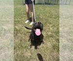 Small #3 Mutt