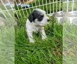 Small Photo #15 Schnauzer (Miniature) Puppy For Sale in LEESBURG, VA, USA