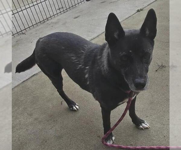 Medium Photo #1 Australian Kelpie Puppy For Sale in Sacramento, CA, USA