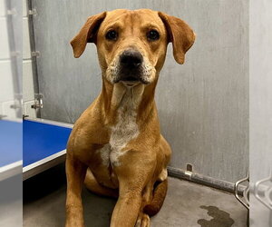 Black Mouth Cur Dogs for adoption in Tavares, FL, USA