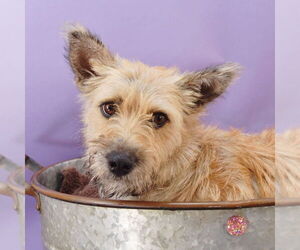 Norwich Terrier-Unknown Mix Dogs for adoption in Sheridan, CO, USA