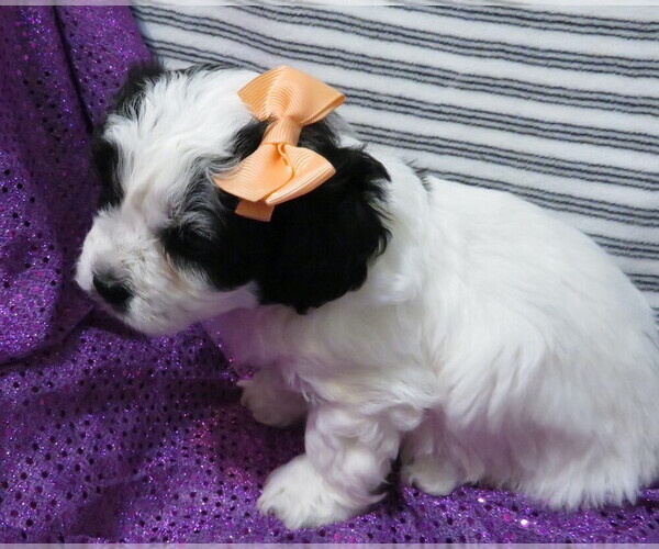 Medium Photo #2 ShihPoo Puppy For Sale in DONGOLA, IL, USA