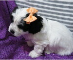 Small #1 ShihPoo