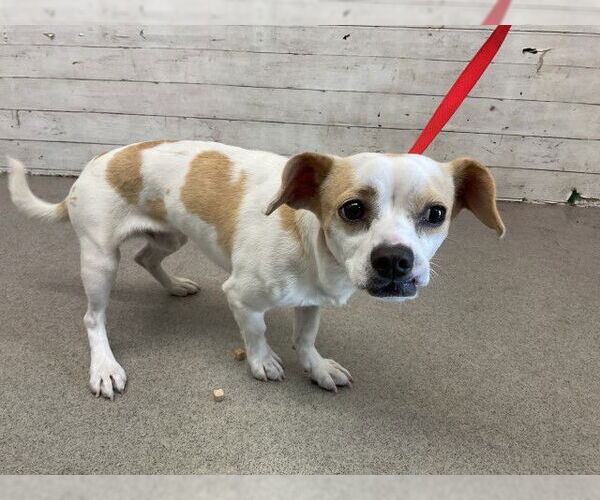 Medium Photo #1 Chihuahua-Unknown Mix Puppy For Sale in San Bernardino, CA, USA