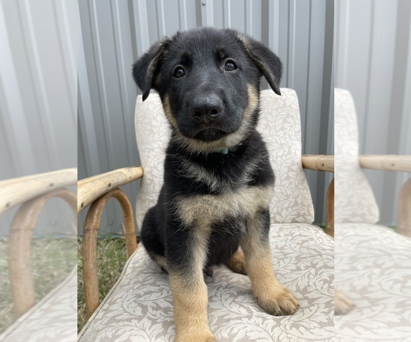 Medium Photo #6 German Shepherd Dog Puppy For Sale in BERRY, AL, USA