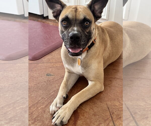 Medium Photo #3 Boxer Puppy For Sale in The Woodlands, TX, USA