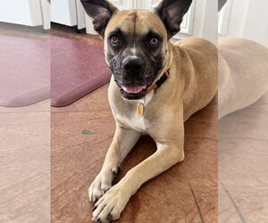 Blemie - Male Boxer Dog for Adoption - Photo #3