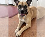 Small #2 Boxer