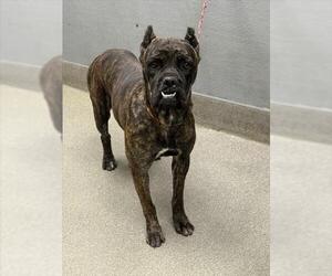 Mutt Dogs for adoption in Las Vegas, NV, USA