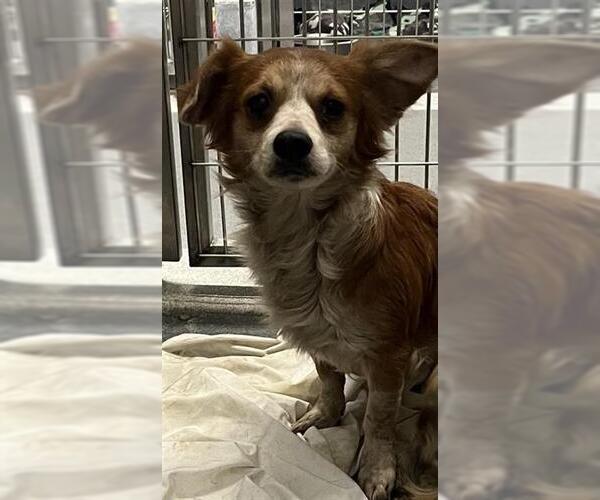 Medium Photo #1 Chihuahua-Unknown Mix Puppy For Sale in San Antonio, TX, USA