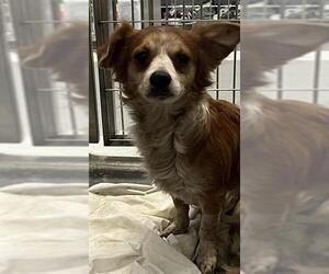 Chihuahua-Unknown Mix Dogs for adoption in San Antonio, TX, USA