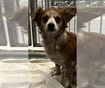 Small Chihuahua Mix