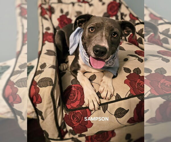 Medium Photo #4 American Staffordshire Terrier-Unknown Mix Puppy For Sale in Maryville, TN, USA