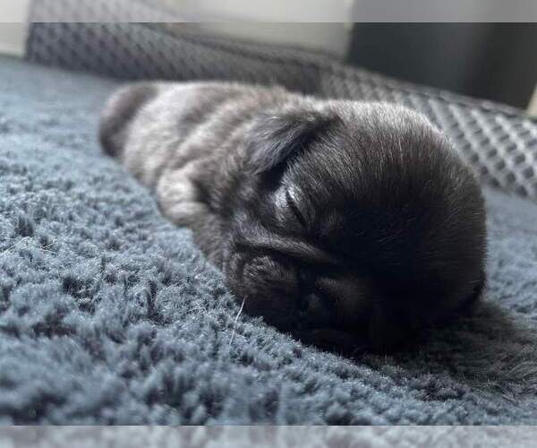 Medium Photo #8 Pug Puppy For Sale in YELM, WA, USA