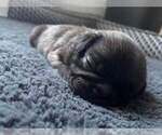 Small Photo #8 Pug Puppy For Sale in YELM, WA, USA