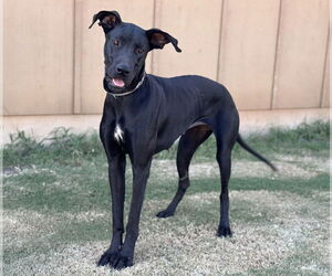 Great Dane Dogs for adoption in PIPE CREEK, TX, USA