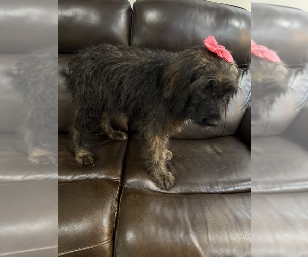 Medium Photo #5 Saint Berdoodle Puppy For Sale in DINWIDDIE, VA, USA