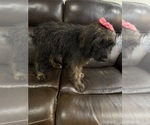 Small #4 Saint Berdoodle