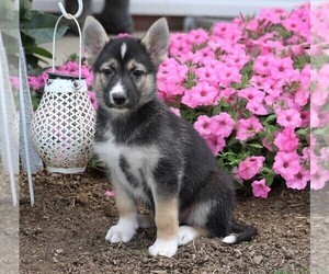 German Shepherd Dog-Siberian Husky Mix Puppy for sale in FREDERICKSBG, OH, USA