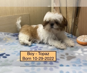 Shih Tzu Puppy for sale in CORNELIA, GA, USA