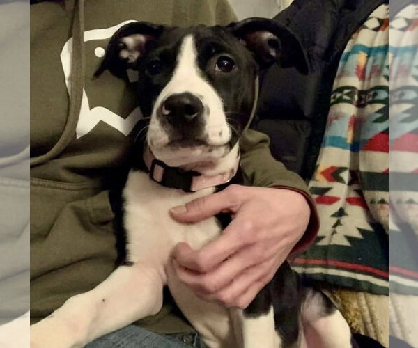 Medium Photo #10 American Pit Bull Terrier-Unknown Mix Puppy For Sale in Germantown, OH, USA