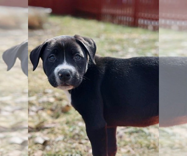 Medium Photo #2 American Staffordshire Terrier-Unknown Mix Puppy For Sale in Duluth, MN, USA