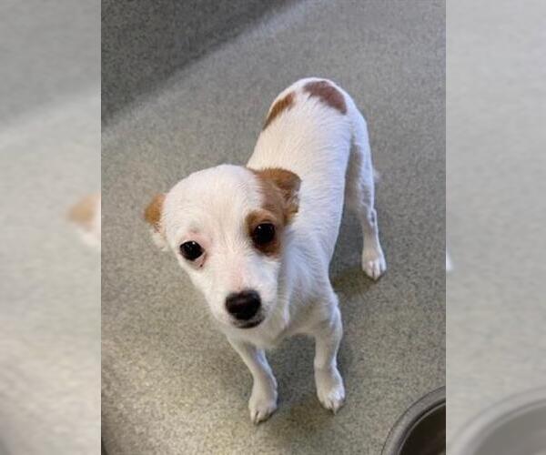 Medium Photo #1 Chihuahua-Unknown Mix Puppy For Sale in San Martin, CA, USA