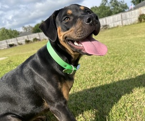 Rottweiler Dogs for adoption in MILTON, FL, USA