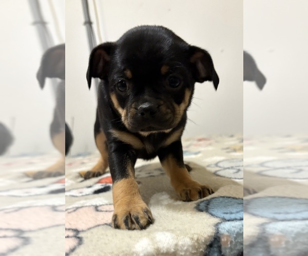 Medium Photo #2 Carlin Pinscher Puppy For Sale in COBB, WI, USA