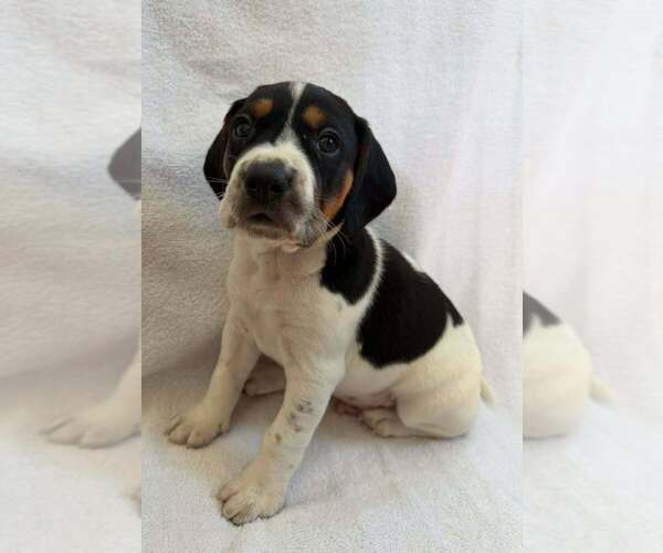 Medium Photo #9 Beagle-Unknown Mix Puppy For Sale in New York, NY, USA