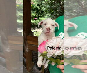 American Pit Bull Terrier-Unknown Mix Dogs for adoption in Oak Bluffs, MA, USA