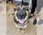 Small German Shepherd Dog