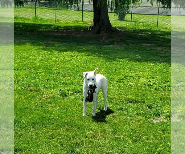 Medium Photo #7 Great Pyrenees-Unknown Mix Puppy For Sale in Hoffman Estates, IL, USA
