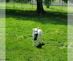 Small #6 Great Pyrenees Mix