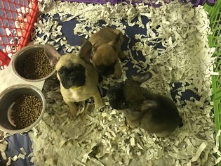 Mother of the French Bulldog puppies born on 10/03/2016