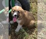 Small #4 Aussie-Corgi