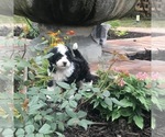 Small Photo #11 Aussiedoodle Miniature  Puppy For Sale in FORT MYERS, FL, USA