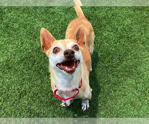 Chihuahua Dogs for adoption in Orange, CA, USA