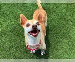 Small Chihuahua