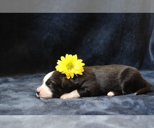 Miniature Australian Shepherd Puppy for sale in GYPSUM, CO, USA