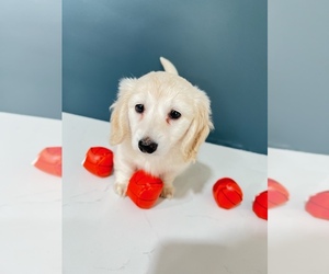 Dachshund Puppy for sale in MUNCIE, IN, USA