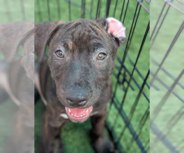 Medium Photo #4 Staffordshire Bull Terrier-Unknown Mix Puppy For Sale in Holly Springs, NC, USA