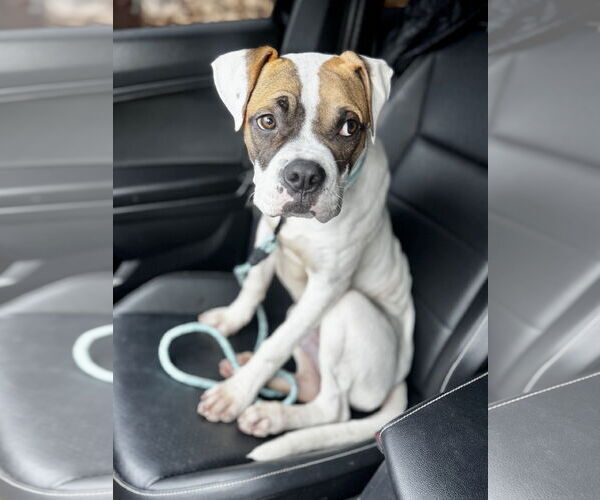 Medium Photo #1 Boxer-Unknown Mix Puppy For Sale in Dumont, NJ, USA