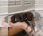 Puppy 1 Poodle (Toy)-Springerdoodle Mix