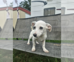 Small #4 Chiweenie