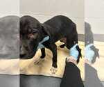Small Photo #3 Labrador Retriever-Unknown Mix Puppy For Sale in Glen Allen, VA, USA