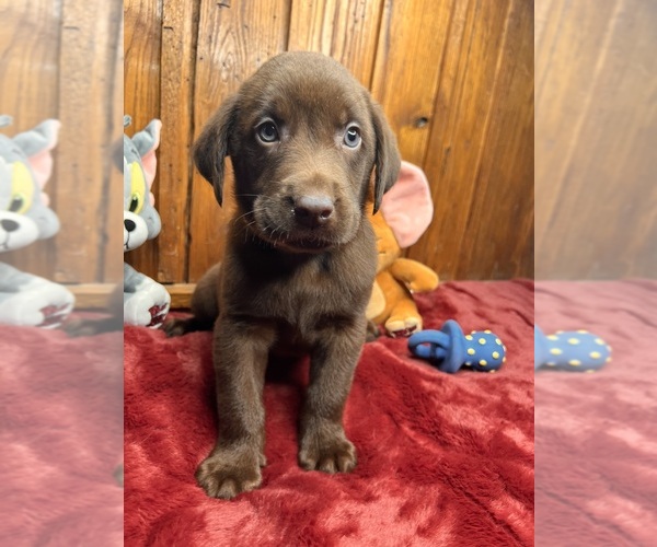 Medium Photo #1 Labrador Retriever Puppy For Sale in NEOLA, WV, USA