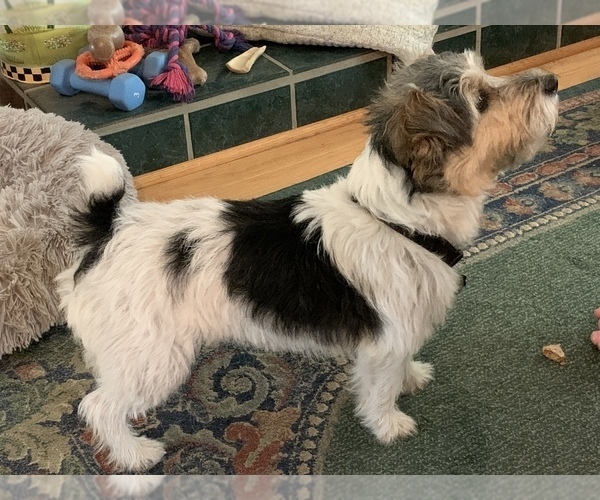 Medium Photo #1 Jack Russell Terrier Puppy For Sale in MISSOURI VALLEY, IA, USA