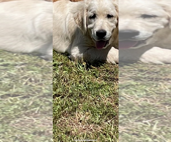 Medium Photo #18 English Cream Golden Retriever Puppy For Sale in COULTERVILLE, CA, USA